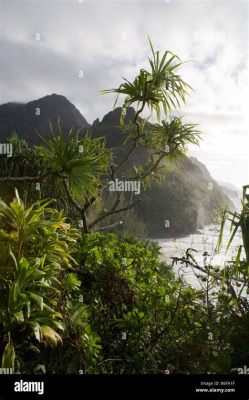  達爾溫的「聖母山」：一座俯瞰著美麗海岸線和熱帶雨林的神秘山峰！